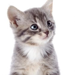 fotobehang-portret-van-een-grijs-gestreepte-kitten-met-blauwe-ogen.jpg