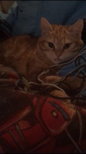 Kitten of jonge kat gezocht