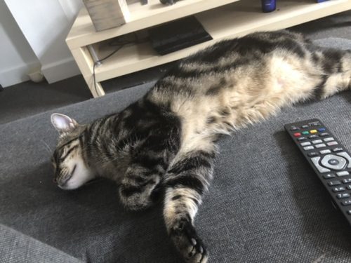 Tijger kater zoekt nieuw huisje.