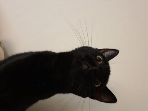 Ik zoek een kitten voor mijn vader