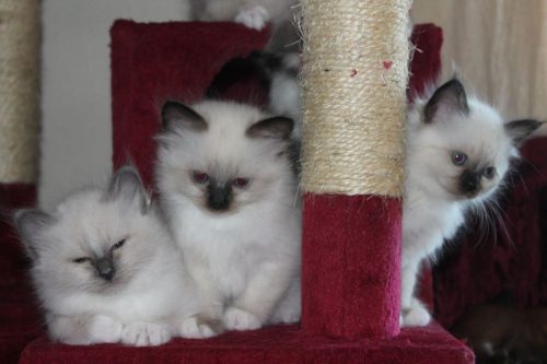 4 hele lieve kittens mogen weg