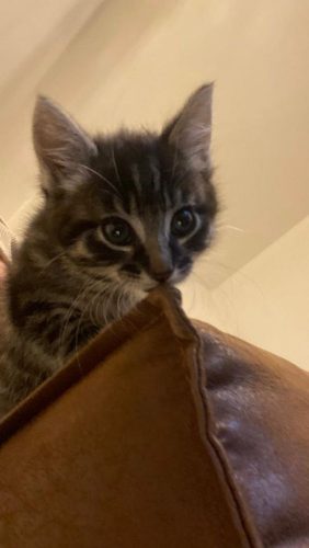 Lieve sociale kitten