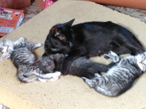 Gratis kittens – 6weken oud!