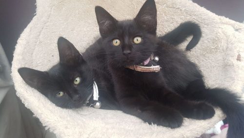 3 kittens zoeken een liefdevolle thuis