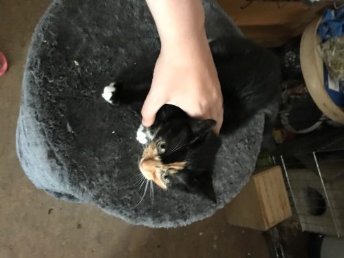 Tricolor kitten
