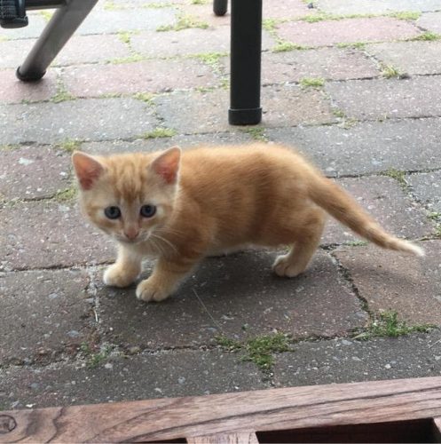 Kitten gezocht!