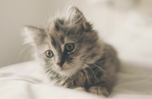 Op zoek naar een kitten