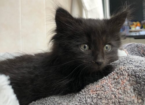 Ik geef een kitten weg.