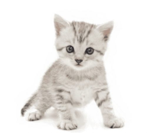 tijgerkitten gezocht