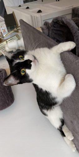 Kattin , 4 jaar