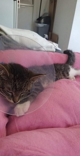 Ik zoek een kitten