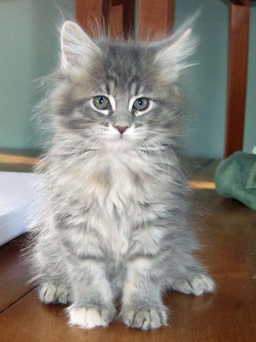 IK BEN OPZOEK NAAR EEN LANGHARIGE KITTEN