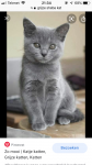 Grijze kitten