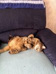 Op zoek naar een gratis kitten die ik een warme thuis kan geven en veel liefde ❤️