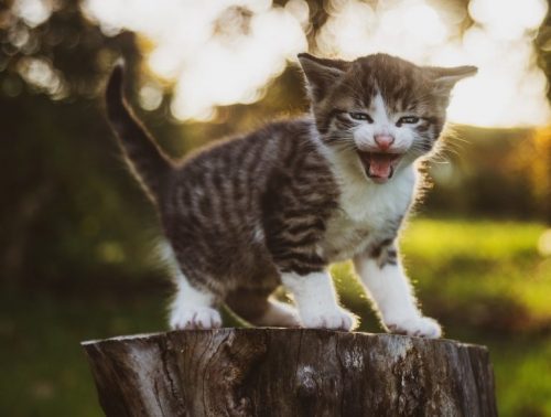 ik zoek een kitten