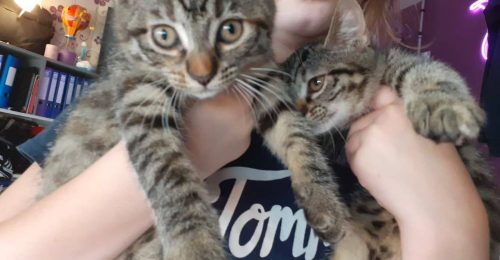 nieuw nestje voor 2 katinnen