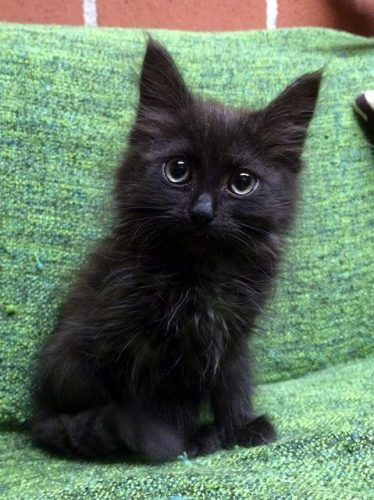 Zwarte kitten gezocht
