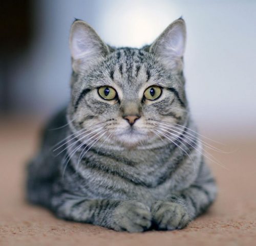 Wij zijn op zoek naar een kitten!