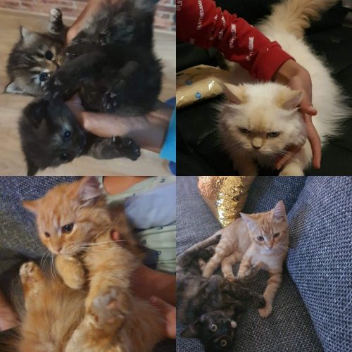 4 katten te geef en 2 kittens