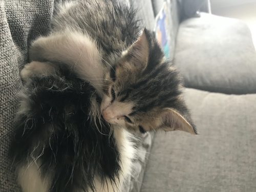 1 kitten beschikbaar (kattin)