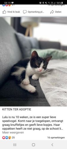 Kitten