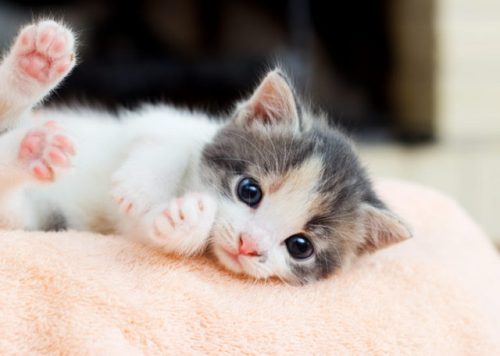 Lieve sociale kittens gezocht