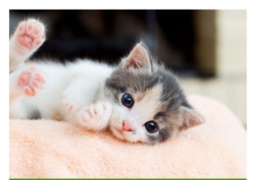 kittens