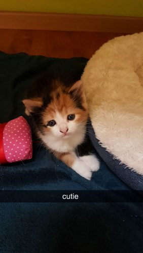 Gratis Kitten