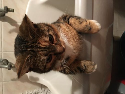 1 kattin gezocht +12 weken oud