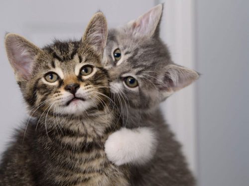 OP ZOEK NAAR EEN KITTEN!