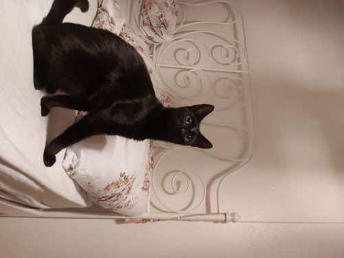 zwarte katin 1 jaar oud