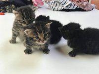 Ik zoek gratis kittens derict beschikbaar