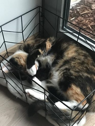 Kitten gezocht (kattin) regio Vlaams Brabant – Antwerpen