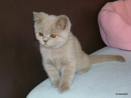 kitten of volwassen poes gezocht