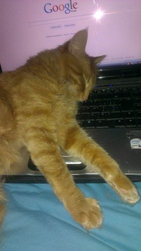 Ik zoek een lief kitten en speelkameraadje voor mijn kat