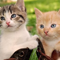 cute_cats_in_boots-1920x1080