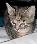 2 Kittens ter adoptie