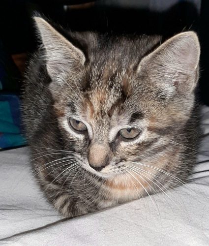 2 Kittens ter adoptie