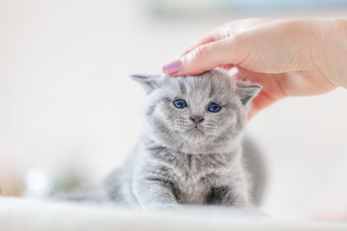 jong koppel zoekt kitten!
