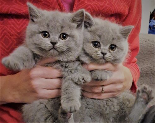 Een kitten ( liefst een britse korthaar)