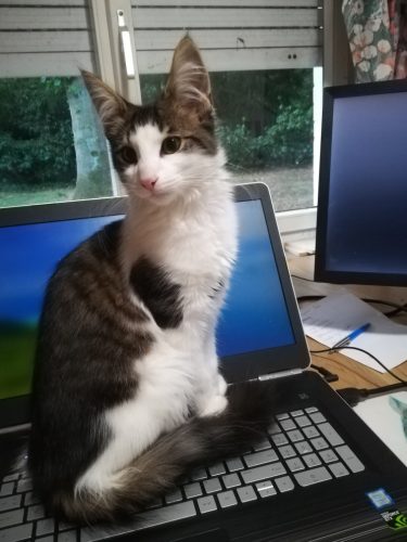 Knuffelige halve Noorse Boskatten