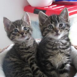 2-kittens3