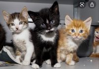 Kleine kitten gezocht