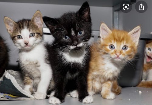 Kleine kitten gezocht