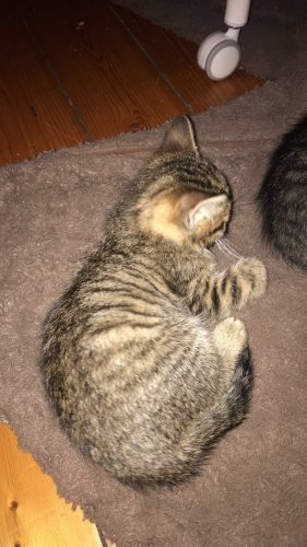 Schatig en is heel braaf