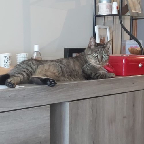 Op zoek naar een kat
