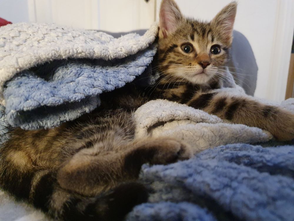 Kitten 12 weken