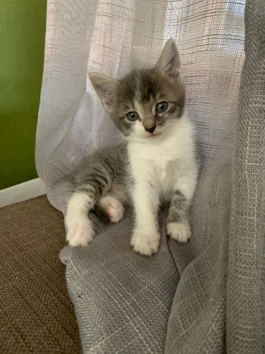 Ik zoek een kitten (Katertje)