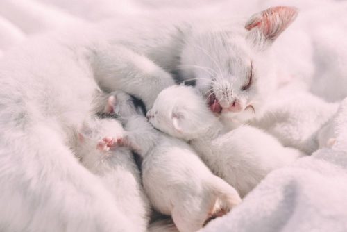Op zoek naar een kitten regio Tielt-Winge