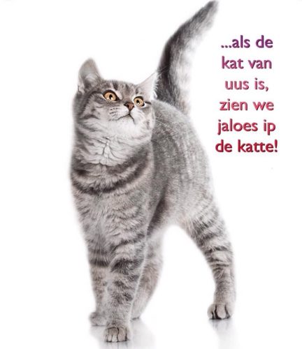 2 katjes, graag rosse of tijgertjes of grijze